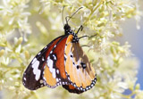 Afrikanischer Monarch